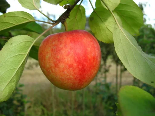 "Apple "Cox Orange" bush, in 10L container image"