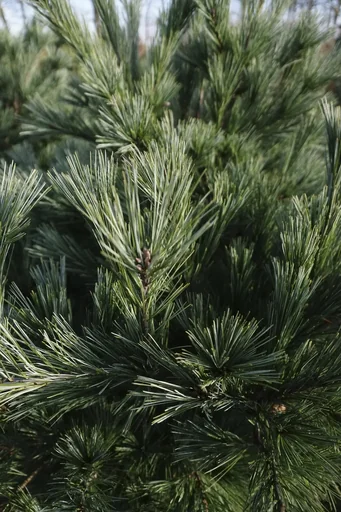 "Silk pine, Pinus strobus "Macopin", 7.5 liter pot, 30-40 cm tall image"