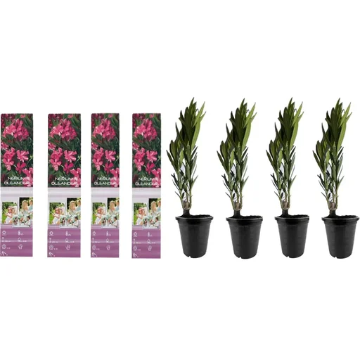 "Flowering Thunbergia set - 3 pieces - 30-38 cm image"