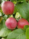 Apple "Jamba" bush in 10L container