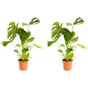 Flower Hole Plant - Monstera Deliciosa - Large - 65 - 75cm - 2 pieces