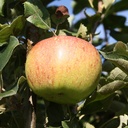 Apple "Jonagold" bush, in a 10L container