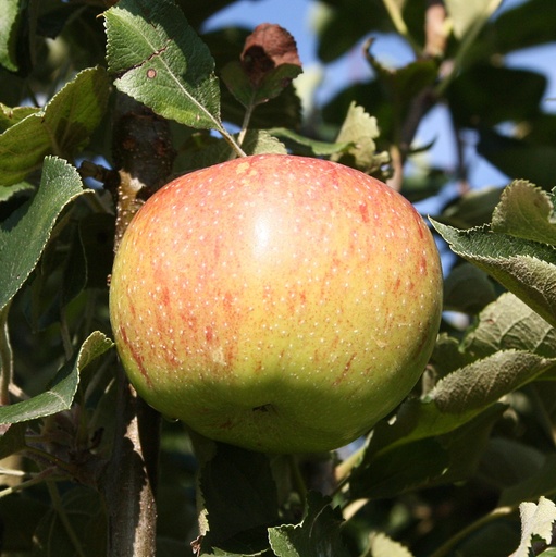 "Apple "Jonagold" bush, in a 10L container image"