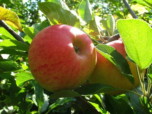 "Apple "Elstar" half-standard, in a 10L container image"