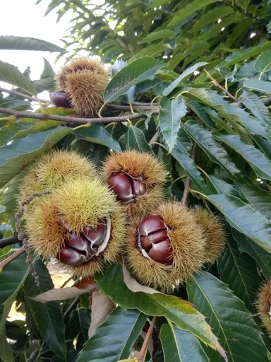 "Edible chestnut Marone "Belle Epine", 7.5L container image"