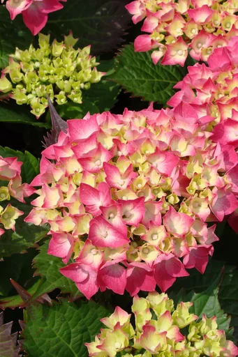 "Hydrangea macrophylla red - 7.5 L pot 40-60 cm image"