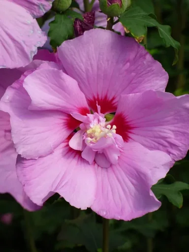 "Hibiscus syriacus Eruption - 7.5 L pot 70-80 cm image"