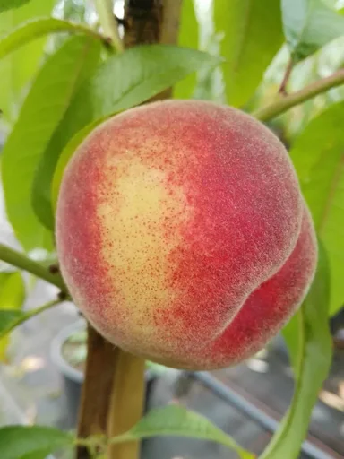 "Peach "Kernechter v. Vorgebirge" half-standard, 10L container image"