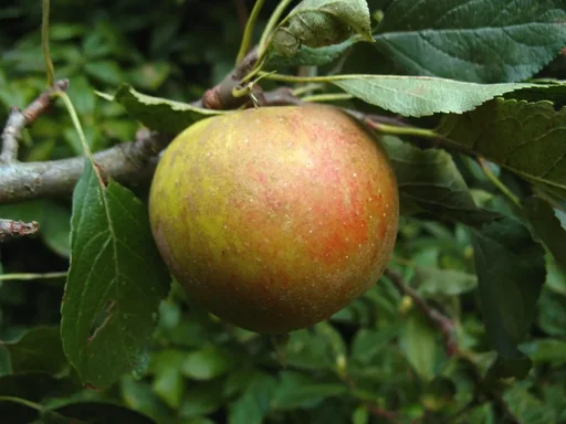 "Apple "Holsteiner Cox" bush, in a 10L container image"
