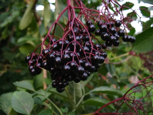"Elderberry "Haschberg", 5L container image"