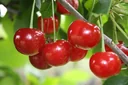 Dwarf sour cherry "Kobold" bush, in a 3.5L container, also suitable for small gardens