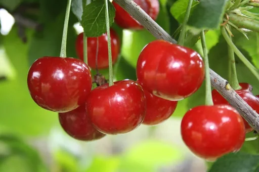 "Dwarf sour cherry "Kobold" bush, in a 3.5L container, also suitable for small gardens image"