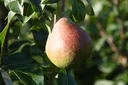 Columnar pear "Decora", 7.5L container, sweet and aromatic, excellent taste