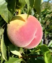 Peach "Inka" half-standard, in a 10L container