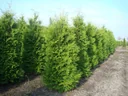 Brabant Tree of Life - Thuja occidentalis - 7.5 L pot 80-100 cm