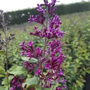 Meyer's Lilac, Syringa meyeri "Dark Purple" -S-, 4.6L pot, 40-60 cm tall, set of 2