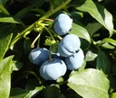 Garden blueberry "Bluecrop", in a 3.5L container