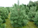 Black pine Pinus nigra ssp.nigra - solitary tree with ball 125-150 cm