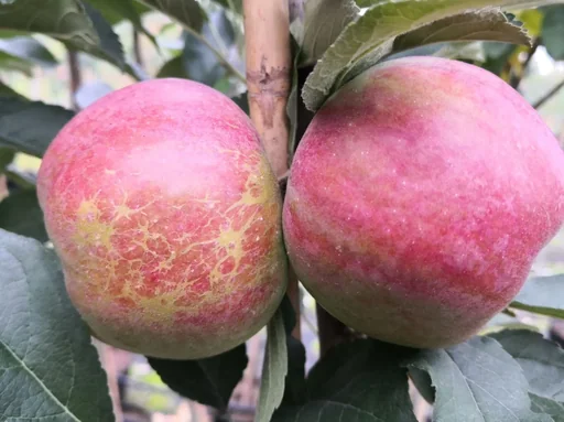 "Apple "Idared + Dülmener" 2 varieties on one stem, in a 10L container image"