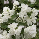 Garden Jasmine Snowbelle - Philadelphus - 7.5 L pot 80-100 cm