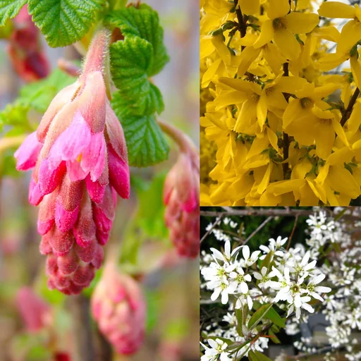 "Flowering shrubs, 4.6 liter pot, set of 3, 1 x Forsythia/Golden Bells 'Week-End'® , 1 x Blood Currant 'King Edward VII', 1 x Serviceberry image"