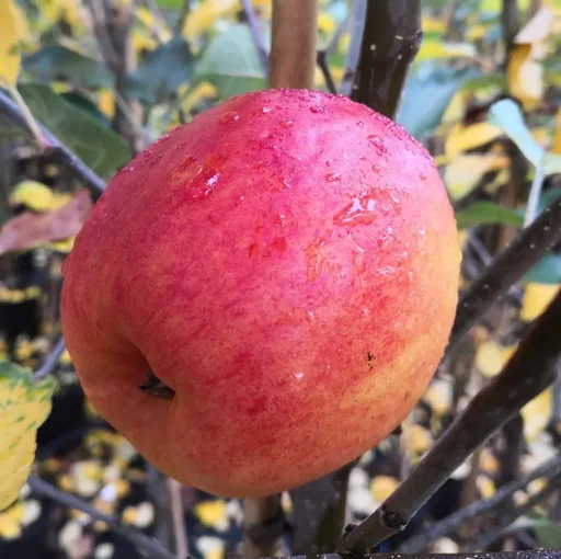 "Apple "Rebella" bush, in a 10L container image"