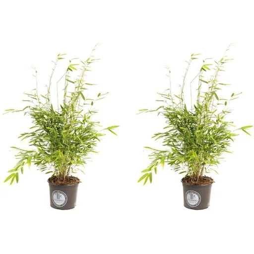 "Flower-up Bamboo "Non-rotting" Medium - Fargesia - 40-60cm - 2 pieces image"