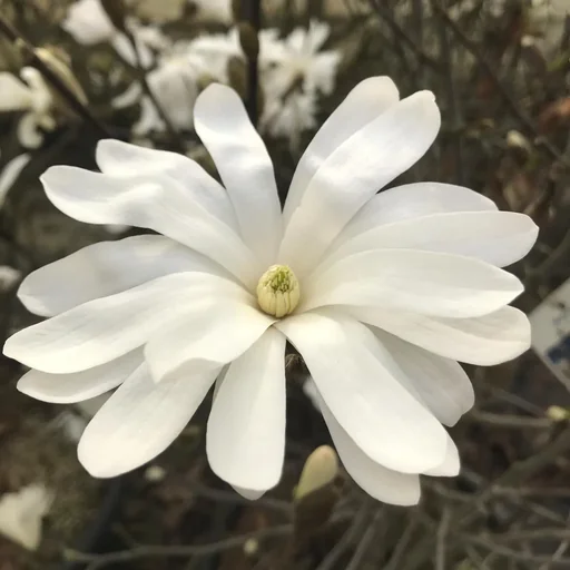 "Star Magnolia Magnolia stellata - solitary with ball 100-125 cm image"
