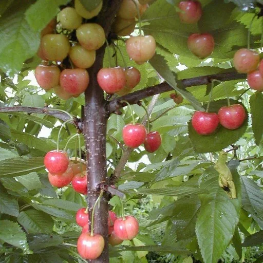 "Sweet cherry "Large Princess Cherry" bush, in a 10L container, firm, juicy, sweet with fine acidity and good aroma image"