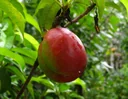 Nectarine "Harco" Busch, 10L-Container, saftig, lecker