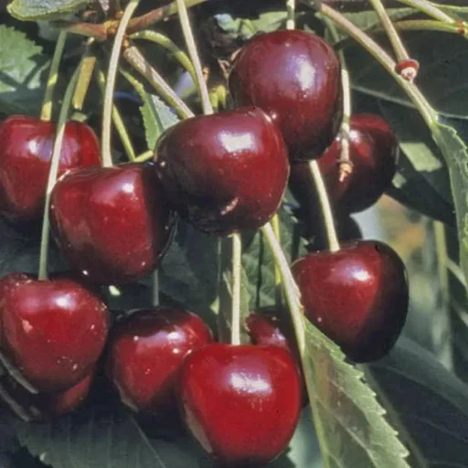"Dwarf sweet cherry "Oktavia" bush, in a 10L container, spicy-aromatic image"