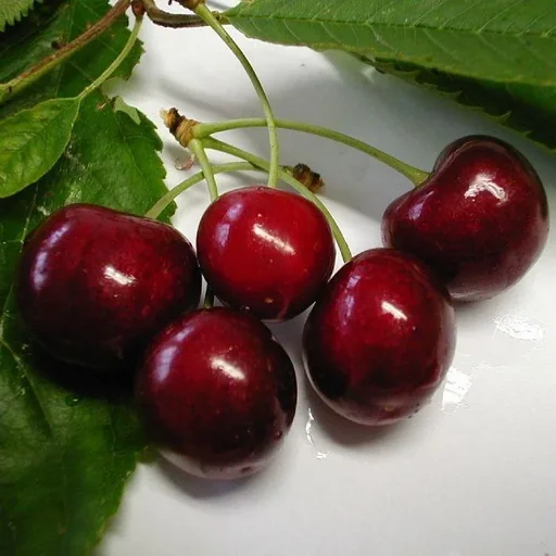 "Dwarf sweet cherry "Regina" bush, in 10L container, firm, aromatic, small stone image"