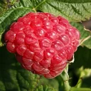 Raspberry "Polana", 5L container