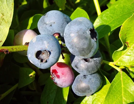 "Garden blueberry "Blue Jay", in a 3.5L container image"