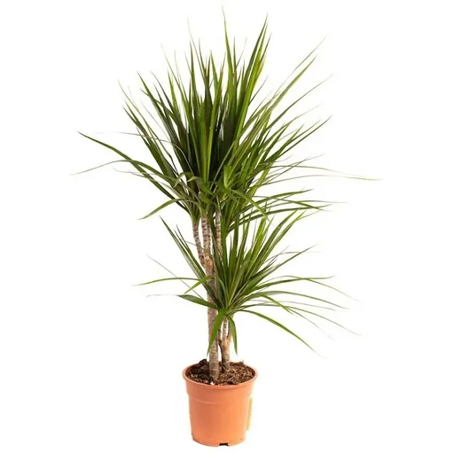 "Blooming Dragon Tree - Dracaena Marginata - Large - 75-80cm - 1 piece image"