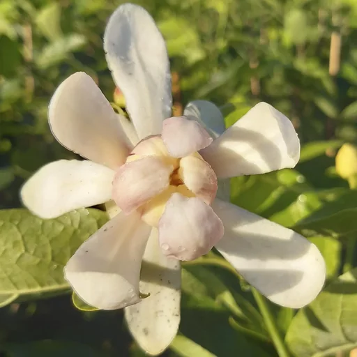 "Calycanthus Venus - Spice Bush - 7.5 L Pot 60-80 cm image"