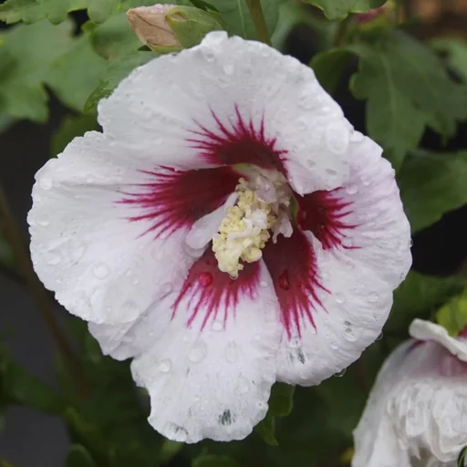"Red Heart Hibiscus - Hibiscus syriacus - 7.5 L pot 70-80 cm image"