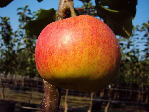 "Apple "Rewena" bush, in 10L container image"
