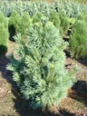 Wiethorst pine - Pinus schwerinii - 7.5 L pot 40-50 cm
