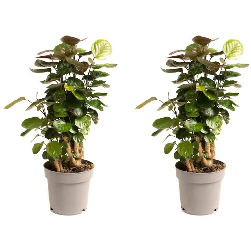 "Blooming Aralia - Polyscias Fabian - Large - 55-65cm - 2 pieces image"