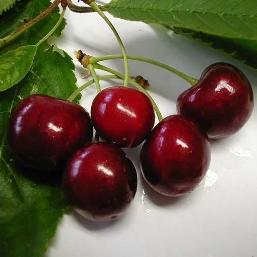 "Sweet cherry "Lapins" half-stem, in a 10L container, high burst resistance, medium-high juice content, extremely sweet image"