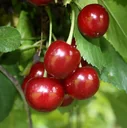 Sour cherry "Schattenmorelle" half-stem, in a 10L container, very sour, easy to stone