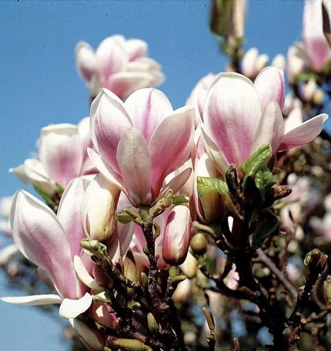 "Tulip Magnolia (Magnolia soulangiana) - 5 L pot 60-80 cm image"