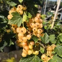 Columnar currant white " Primus" column, in a 3.5L container
