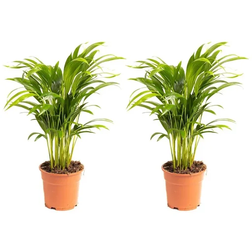"Flowering Areca Palm - Golden Palm - Dypsis Lutescens Areca - Large - 65-70 cm - 2 Plants image"