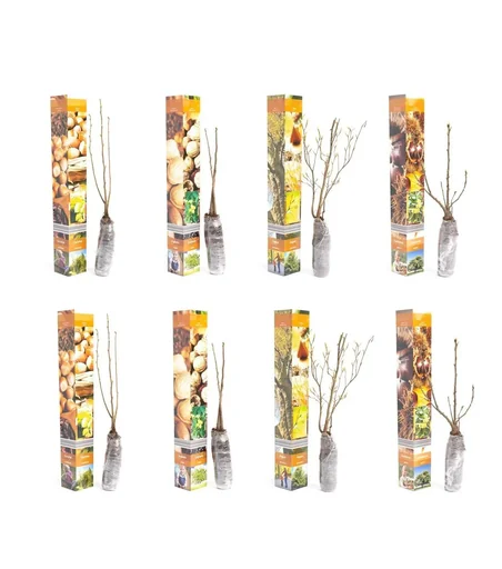 "Flowering set of 8 nut plants 50-60 cm image"