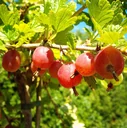 Columnar gooseberry red "Hinnonmäki" column, in a 3.5L container