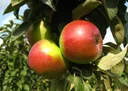 Columnar apple "Red River", 7.5L container, large, juicy fruit with fine acidity and spicy aroma