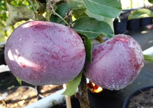 "Apple "Blauer Kölner + Geheimrat Oldenburg" 2 varieties on one stem, in a 10L container image"