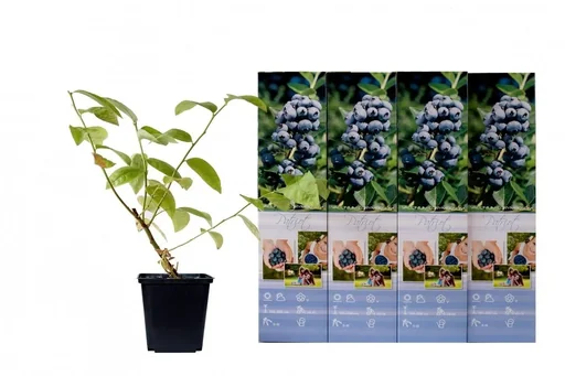 "Flower-up set of 4 blueberry plants 30-40 cm image"